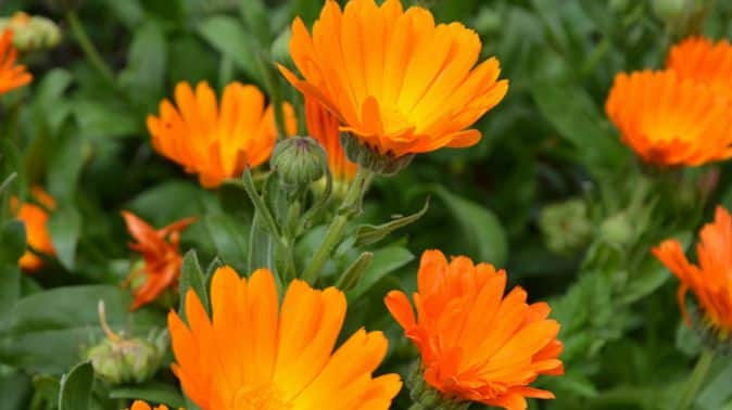 Calendula Home Remedy For Yeast Infection