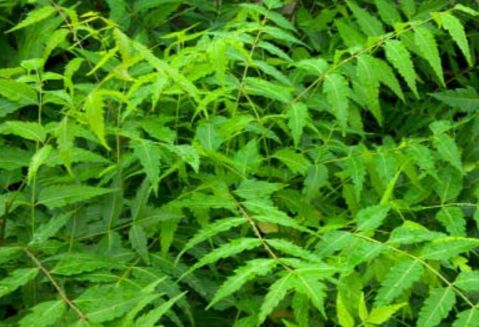 home remedies for mosquito bites with neem
