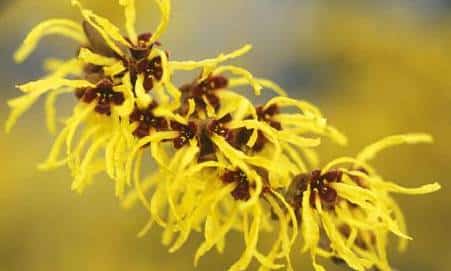 how to get rid of razor bumps fast using witch hazel