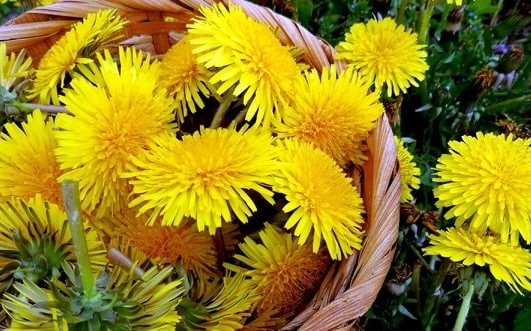How to Remove Skin Tags with Dandelion Stem Juice